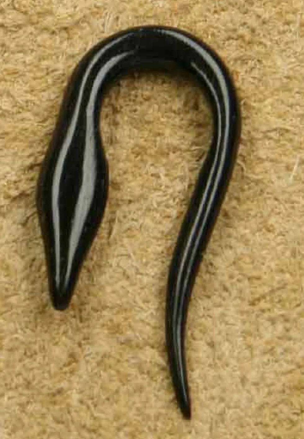 Piercing Snake Horn 3mm Ohr Fleshtunnel Ohrschmuck